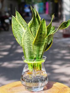 Cây Lưỡi Hổ Thủy Sinh