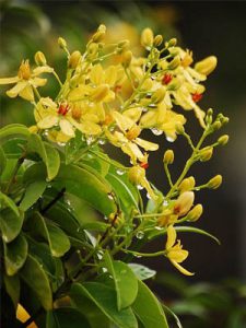 Cây Mai Hoàng Yến