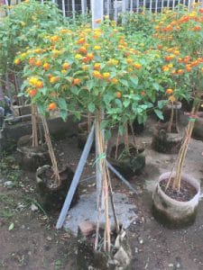 cây Ngũ Sắc thân TREE