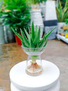 nha đam - lô hội