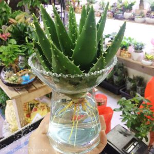 nha đam - lô hội