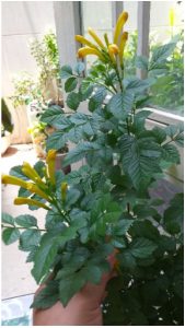 Cây Rạng Đông Leo Thân Gỗ