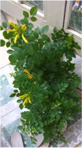 Cây Rạng Đông Leo Thân Gỗ