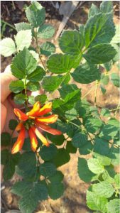 Cây Rạng Đông Leo Thân Gỗ