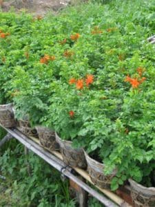 Cây Rạng Đông Leo Thân Gỗ