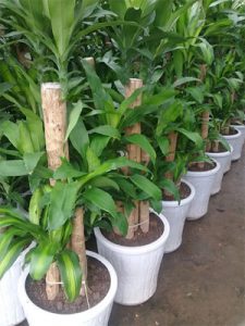 Thiết Mộc Lan 3 thân 5 thân (Phát Tài)