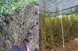 trúc phật bà - trúc đùi gà