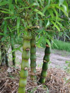 trúc phật bà - trúc đùi gà