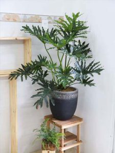 trầu bà thanh xuân