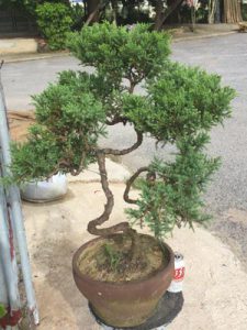 tùng kim bonsai dáng trực