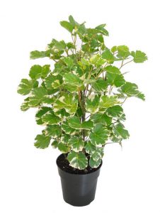 Đinh Lăng Lá Tròn Cẩm Thạch