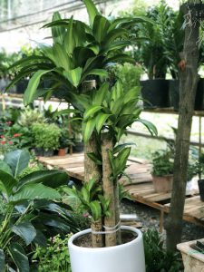 Thiết Mộc Lan 3 thân 5 thân (Phát Tài)