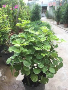 Đinh Lăng Lá Tròn Cẩm Thạch