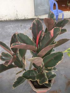 Đa Búp Đỏ Cẩm Thạch màu Ruby (Đỏ)