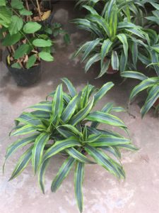 Cây Đại Tứ Lan