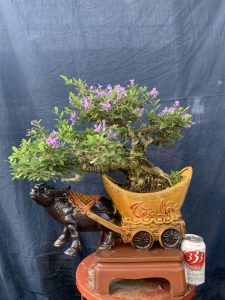 Linh Sam Bonsai Dáng Huyền - Trâu Kỷ Sửu Rước Tài Lộc