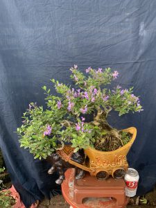 Linh Sam Bonsai Dáng Huyền - Trâu Kỷ Sửu Rước Tài Lộc