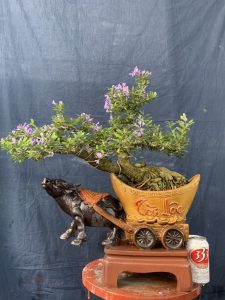 Linh Sam Bonsai Dáng Huyền - Trâu Kỷ Sửu Rước Tài Lộc