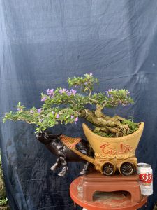 Linh Sam Bonsai Dáng Huyền - Trâu Kỷ Sửu Rước Tài Lộc