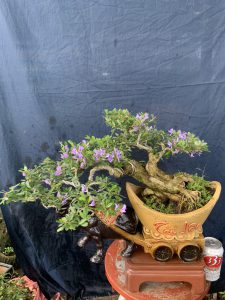 Linh Sam Bonsai Dáng Huyền - Trâu Kỷ Sửu Rước Tài Lộc