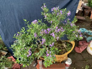 Linh Sam Bonsai Dáng Huyền - Trâu Kỷ Sửu Rước Tài Lộc