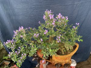 Linh Sam Bonsai Dáng Huyền - Trâu Kỷ Sửu Rước Tài Lộc