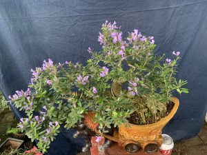 Linh Sam Bonsai Dáng Huyền - Trâu Kỷ Sửu Rước Tài Lộc