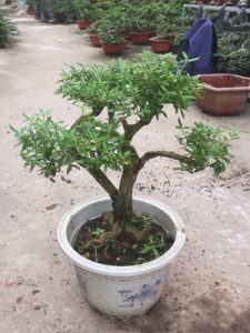 Bỏng Nẻ Tàn Thiên Nhiên