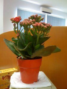 trường sinh hoa đỏ sống đời