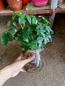 Ngũ Gia Bì thủy sinh