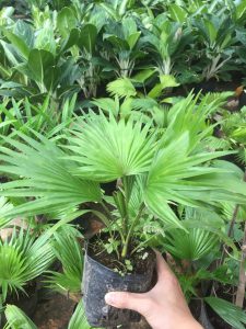 Cọ Lá Xẻ - Cọ Ta mini để bàn