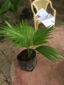 Cọ Lá Xẻ - Cọ Ta mini để bàn