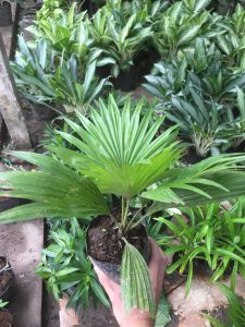 Cọ Lá Xẻ - Cọ Ta mini để bàn