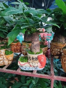 Kim Ngân phong thủy