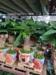 Kim Ngân phong thủy