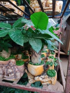 Kim Ngân phong thủy