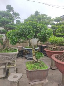 Nguyệt Quế Bonsai