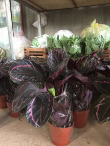 Đuôi Công (lá viền & lá sọc)