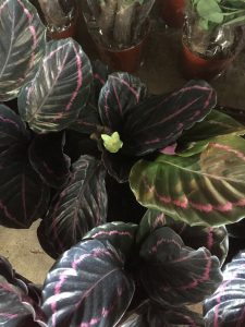 Đuôi Công (lá viền & lá sọc)