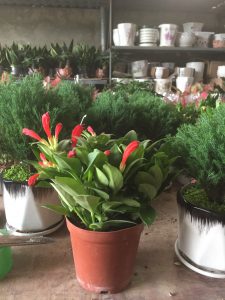 son môi phượng hoàng