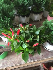 son môi phượng hoàng