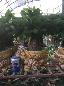 Cây Kim Ngân 1 thân lớn