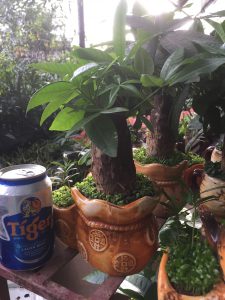 Cây Kim Ngân 1 thân lớn