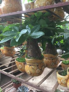 Cây Kim Ngân 1 thân lớn