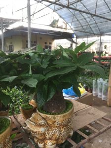 Cây Kim Ngân 1 thân lớn