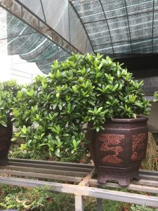 mẫu đơn Bonsai -trang thái