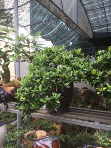 mẫu đơn Bonsai -trang thái