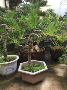thông bonsai