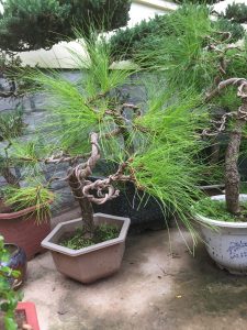 thông bonsai