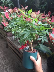 kim ngân búi xoắn mini